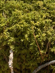 Hypnum fauriei