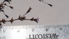 Leptosiphon pygmaeus continentalis