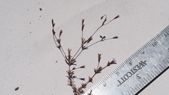 Leptosiphon pygmaeus continentalis