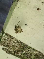Mischocyttarus basimacula