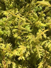 Hypnum fauriei