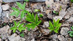 Aegopodium podagraria