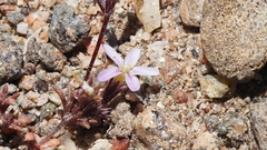 Leptosiphon pygmaeus continentalis