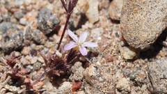 Leptosiphon pygmaeus continentalis
