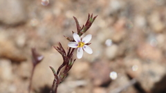 Leptosiphon pygmaeus continentalis