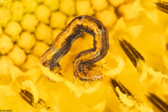Lepidoptera