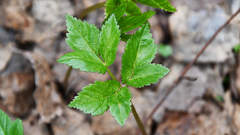 Aegopodium podagraria