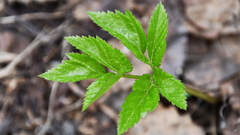 Aegopodium podagraria