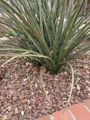 Hesperaloe parviflora