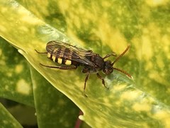 Nomada lathburiana