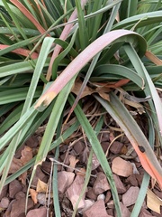 Hesperaloe parviflora