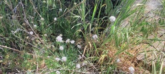 Gilia capitata abrotanifolia