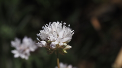 Gilia capitata abrotanifolia
