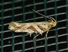 Aristotelia ivae