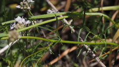 Gilia capitata abrotanifolia