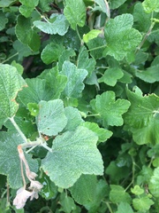 Ribes indecorum