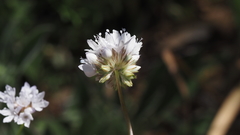 Gilia capitata abrotanifolia