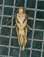 Aristotelia ivae