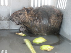 Myocastor coypus