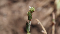 Plagiobothrys arizonicus