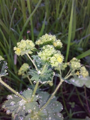 Alchemilla xanthochlora