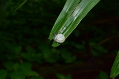 Plectotropis brevibarbis