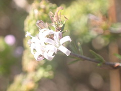 Wahlenbergia rubens