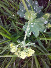 Alchemilla xanthochlora