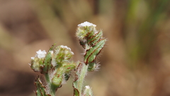 Plagiobothrys arizonicus