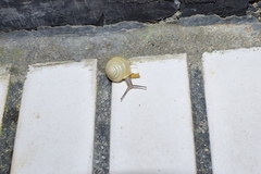 Plectotropis brevibarbis