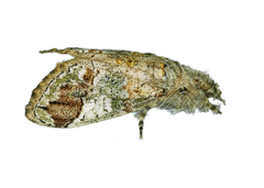 Dasychira meridionalis