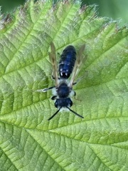 Andrena vaga