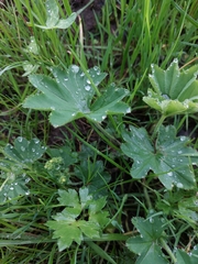 Alchemilla xanthochlora
