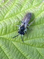 Andrena vaga