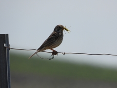 Emberiza calandra