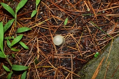 Plectotropis brevibarbis