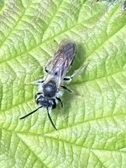 Andrena vaga