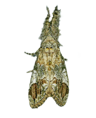 Dasychira meridionalis