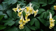 Corydalis bracteata