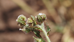 Plagiobothrys arizonicus