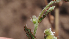 Plagiobothrys arizonicus