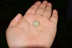 Plectotropis brevibarbis