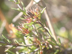 Wahlenbergia rubens