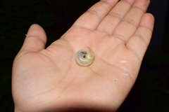 Plectotropis brevibarbis