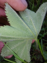 Alchemilla xanthochlora