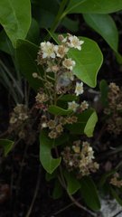 Geobalanus oblongifolius