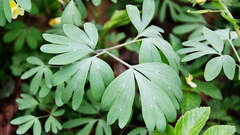 Corydalis bracteata