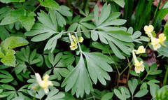 Corydalis bracteata