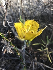 Calochortus weedii