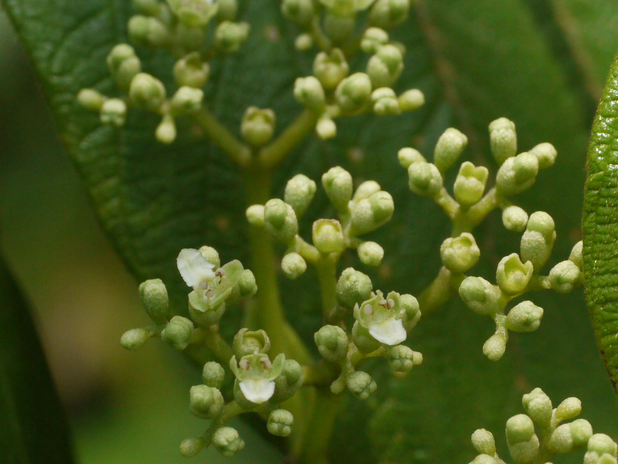 Premna serratifolia L.